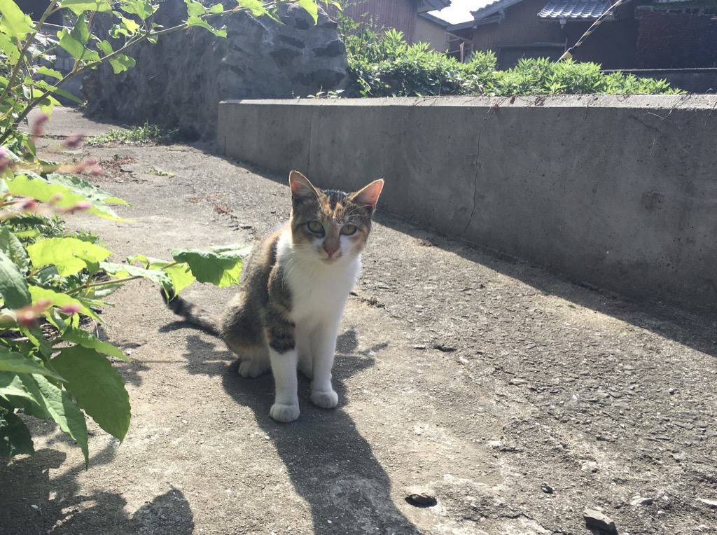 f:id:rito-jh:20191024060721j:plain