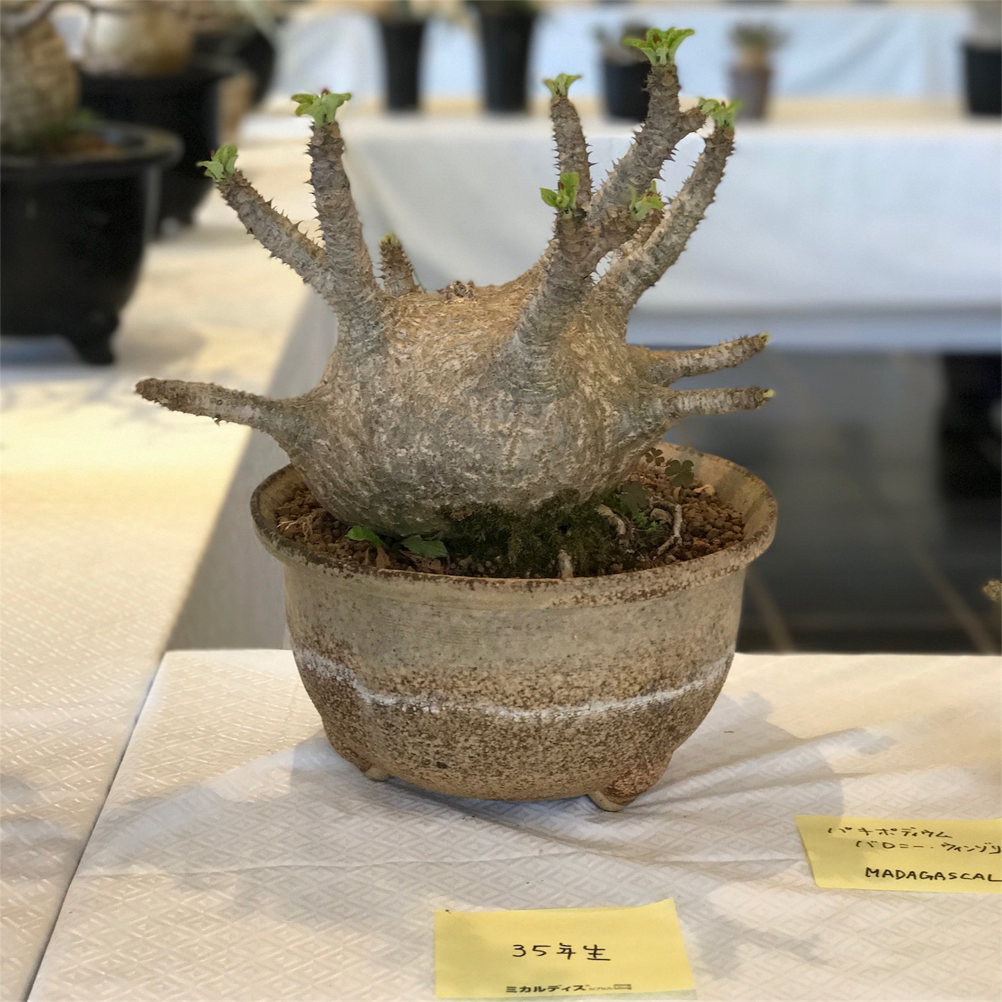 チレコドン　ハリー 楽天市場】コーデックス：チレコドン ハリー*葉幅8cm 現品