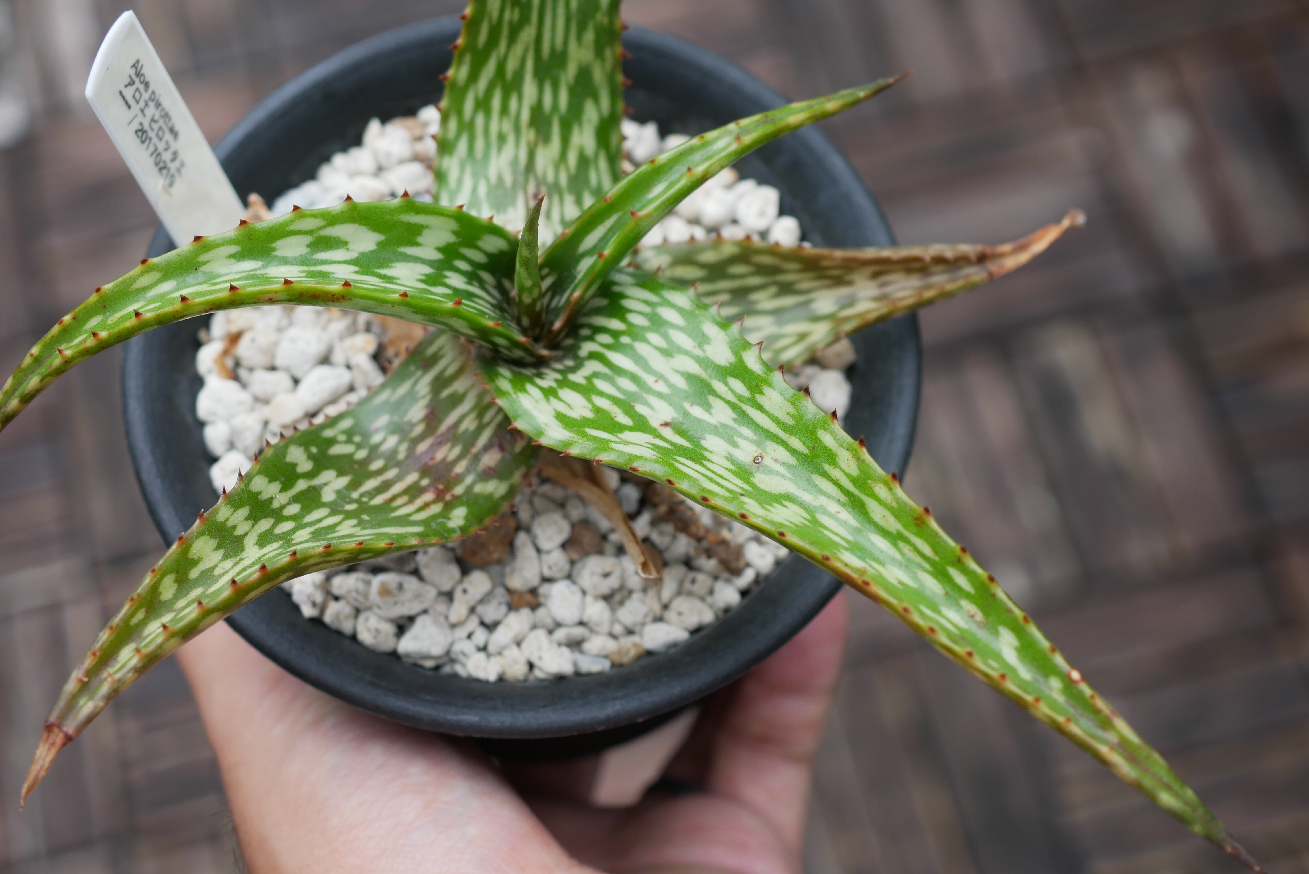 アロエ　ラエータ アロエ ラエータ Aloe laeta. : Object774 blog