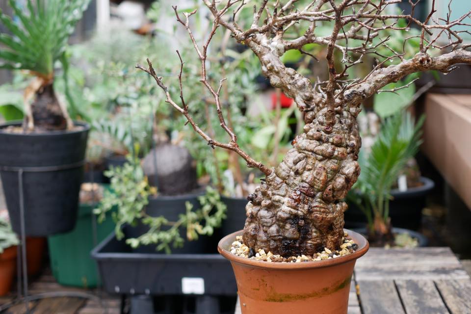 パキポディウム・イノピナツム 鉢ごと