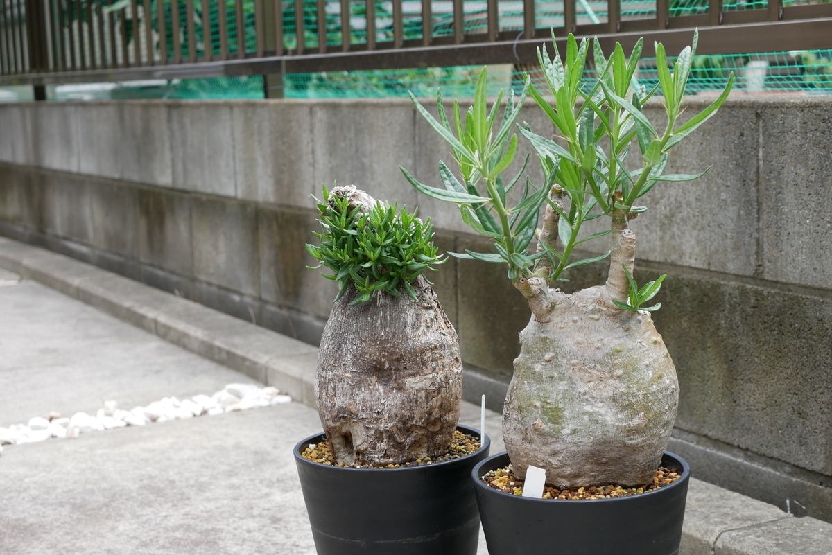 はじめての塊根植物 - 天気を気にするひとのブロッグ