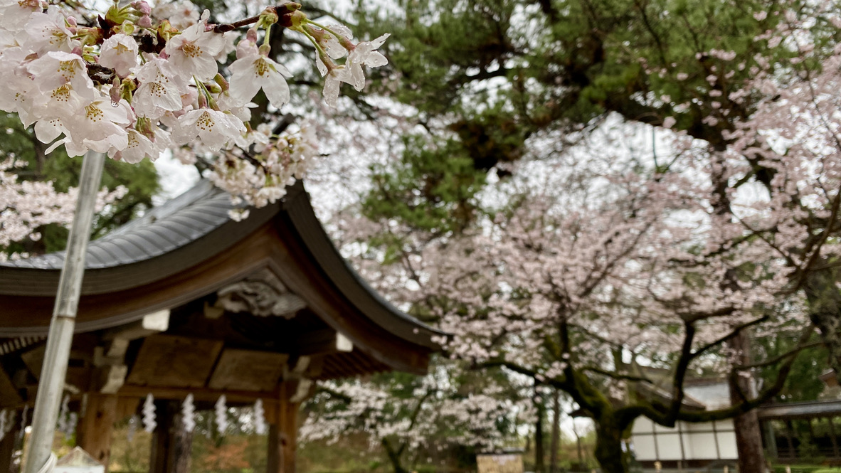 境内に咲く桜