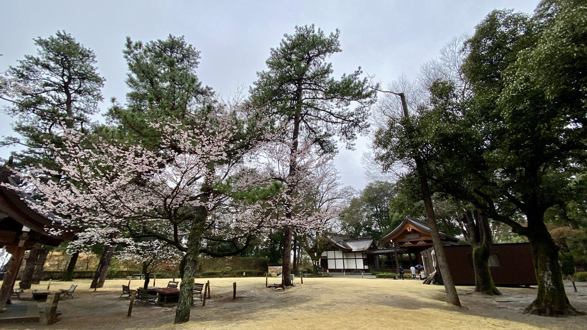 境内に咲く桜