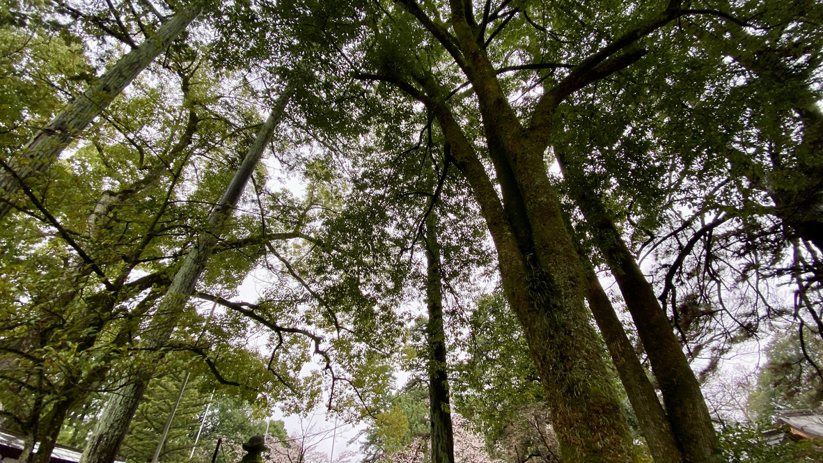 神聖な自然の風景