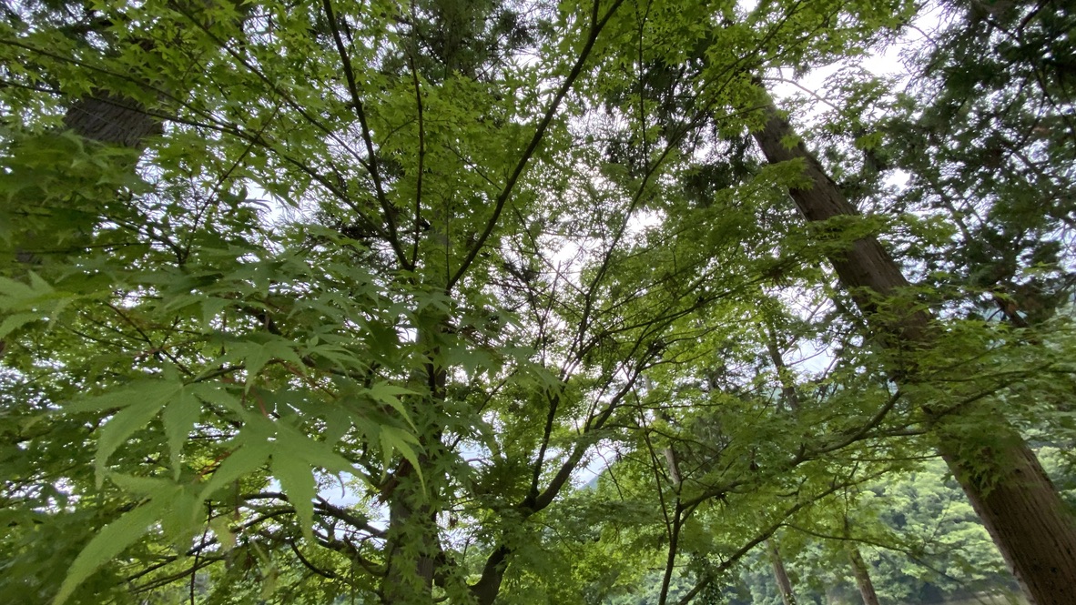 朝のキャンプ場