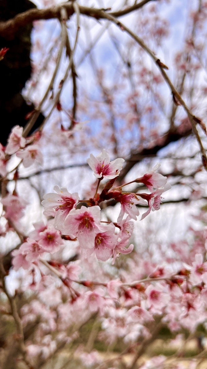 清流園の桜