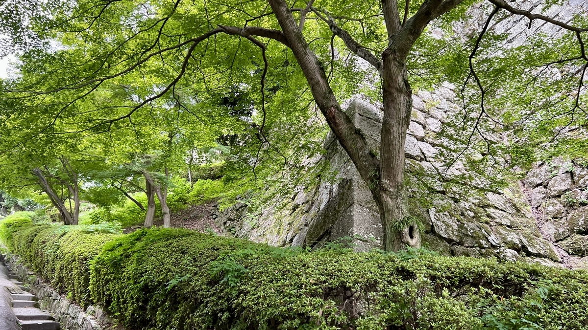 石垣に沿って広がる木々の緑。見返り坂中腹の印象的な風景
