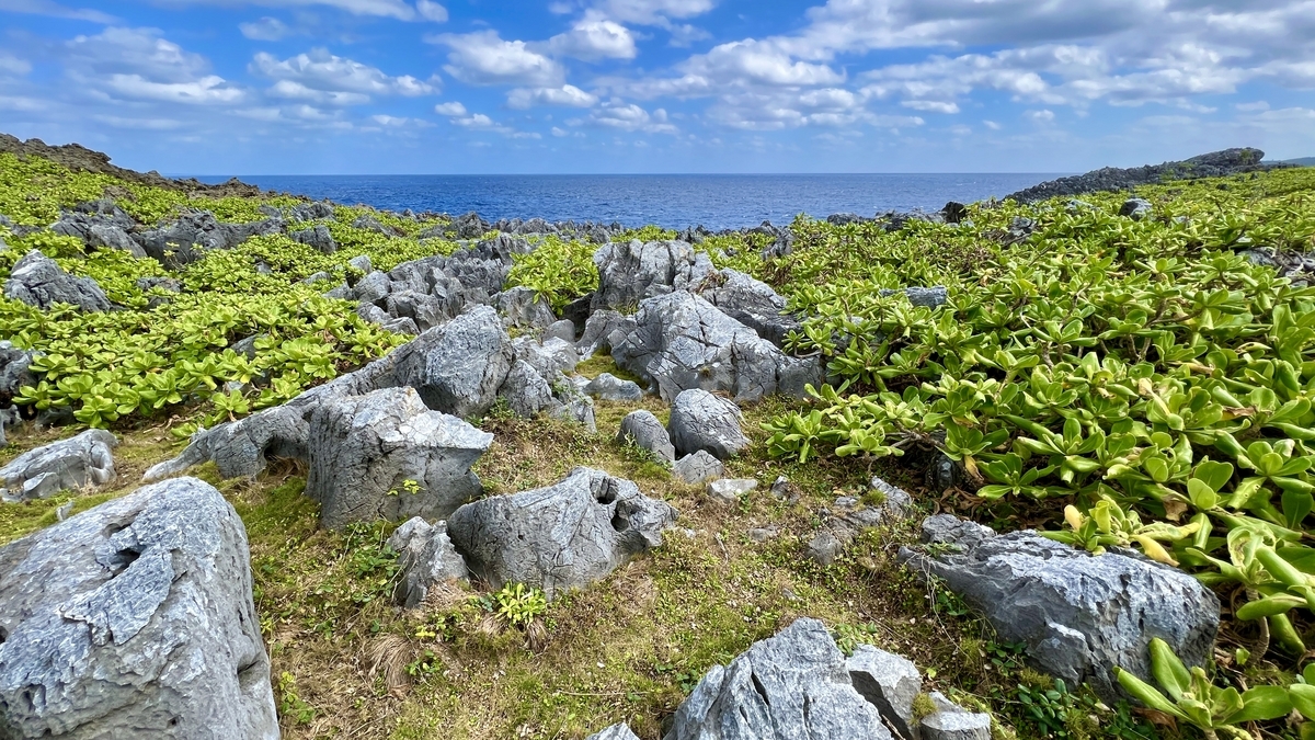 琉球石灰岩の岩と緑が点在する辺戸岬のカルスト地形