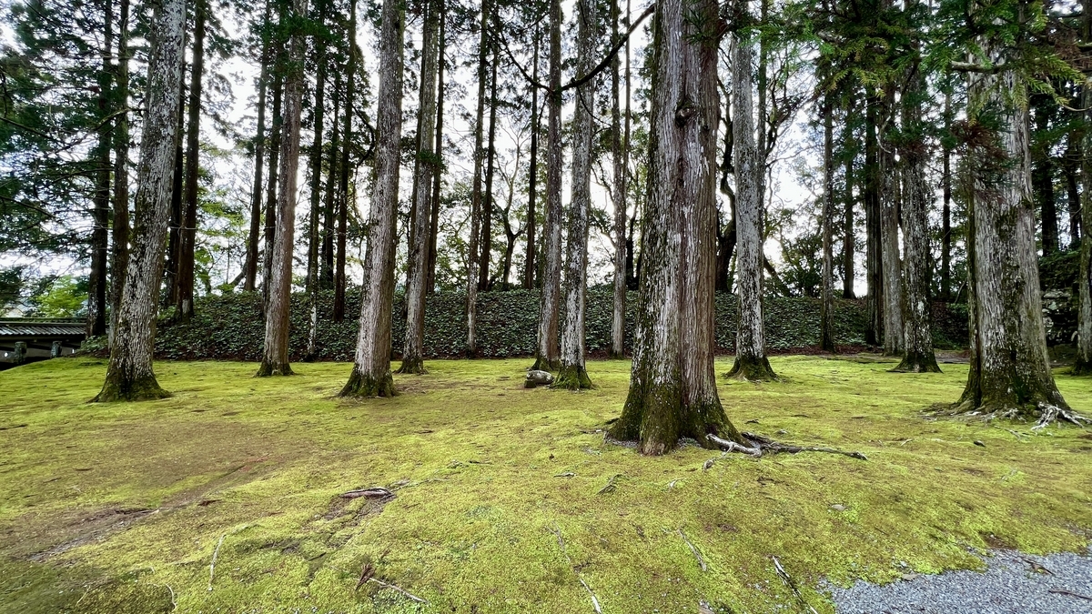 飫肥杉が並ぶ苔の絨毯と静かな散策路