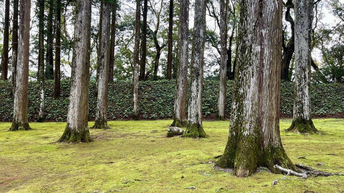 桝形虎口左側の杉の木々と緑の地面