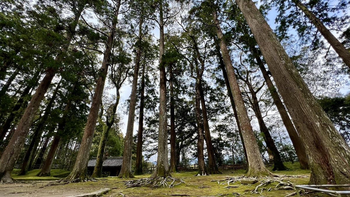 旧本丸跡の杉林と苔が広がる幻想的な風景