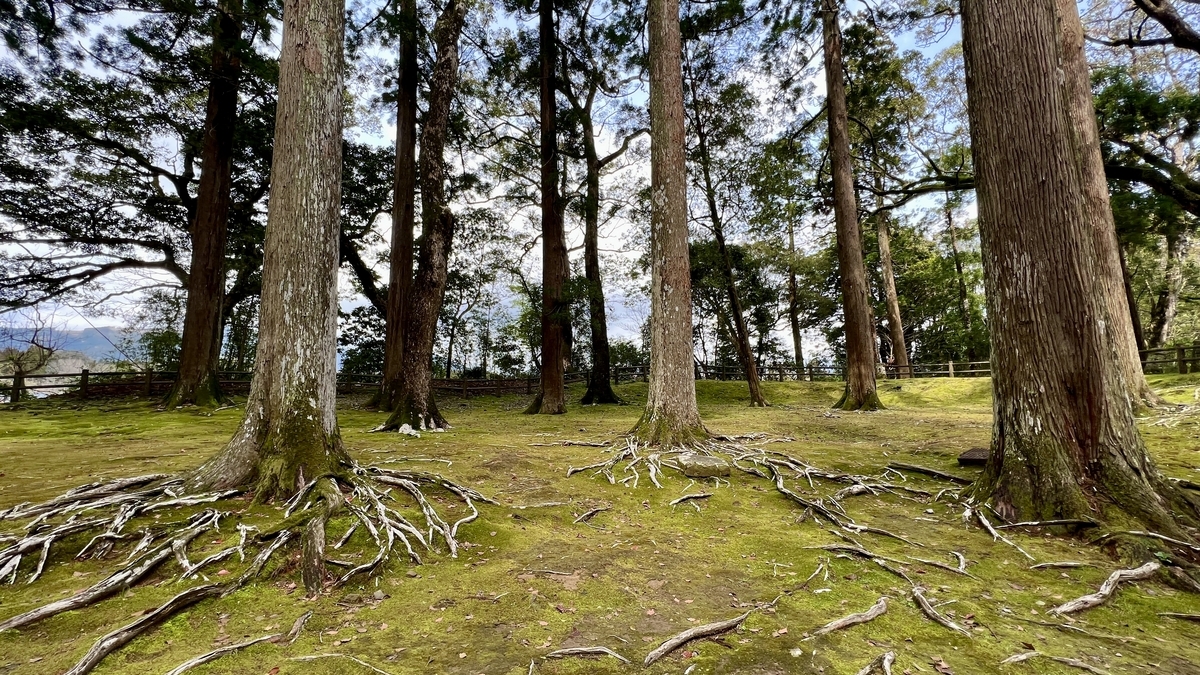 広い苔の地面とそびえ立つ飫肥杉の並木