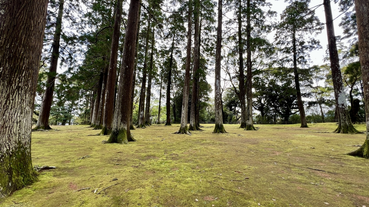 杉の根と苔が調和した旧本丸跡の静かな景観