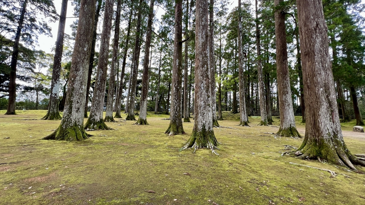苔に包まれた地面と密に立つ飫肥杉の柱のような木々