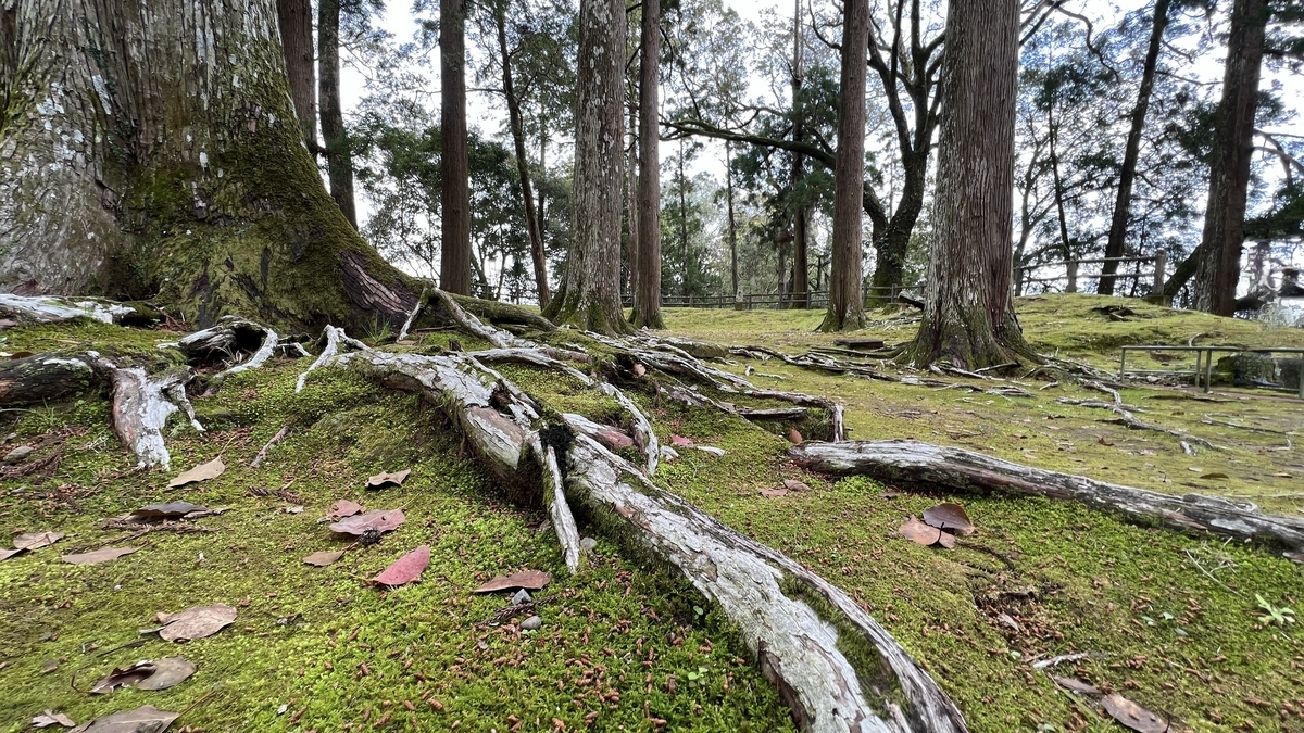 杉林と苔の地面が調和した旧本丸跡の美しい自然