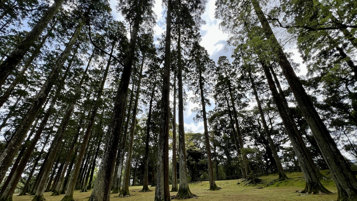 苔と飫肥杉が広がる旧本丸跡を見上げた静かな景観