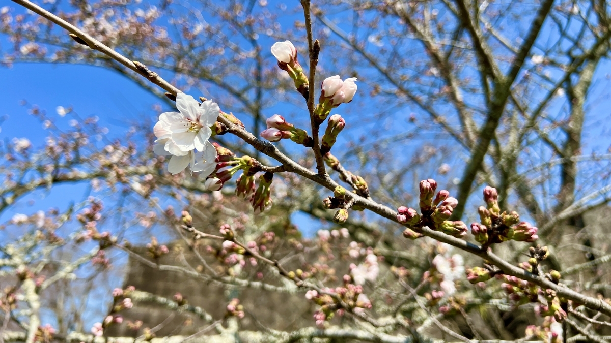 青空に映える桜のつぼみと咲き始めの花