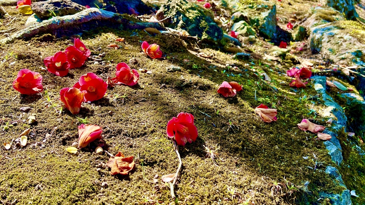 苔の地面に落ちた椿の赤い花