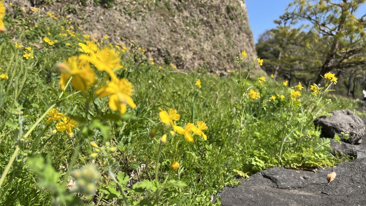 石垣のふもとに咲く黄色い野花