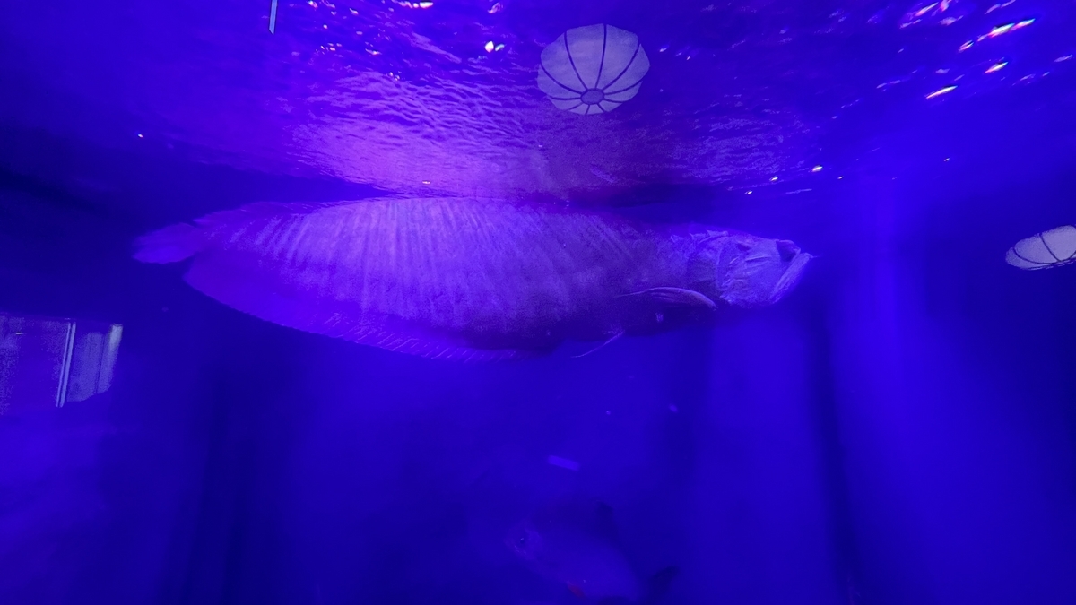 シルバーアロワナ（Silver arowana）