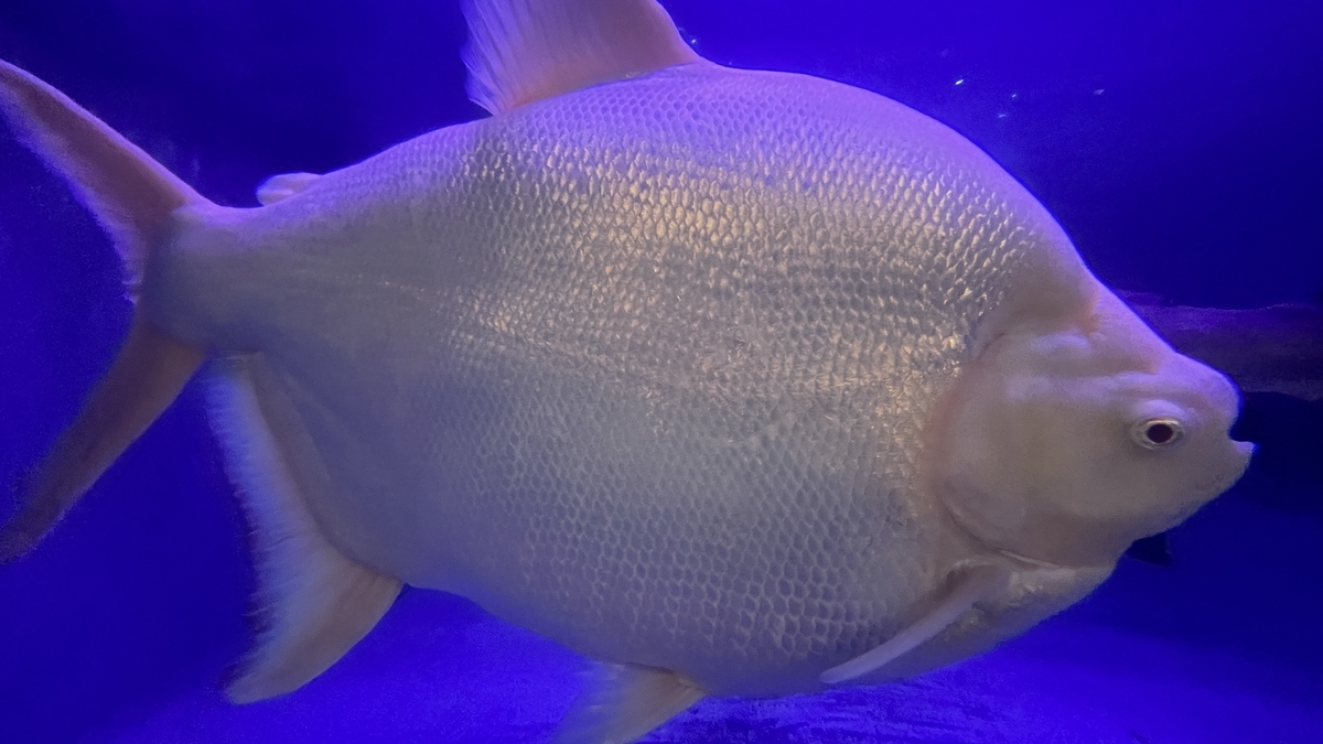 アルビノコロソマ（Albino collossoma）