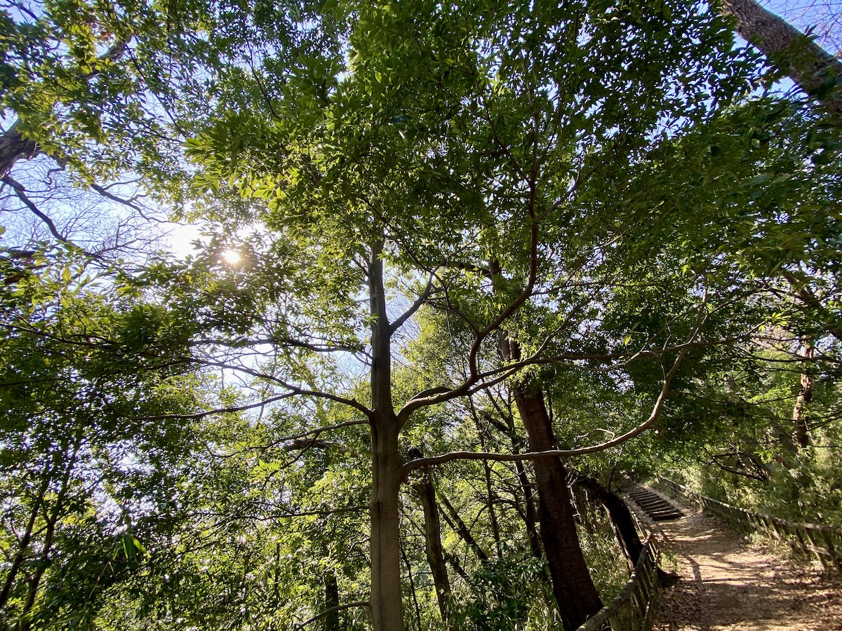 飯室山広場へ向かう遊歩道