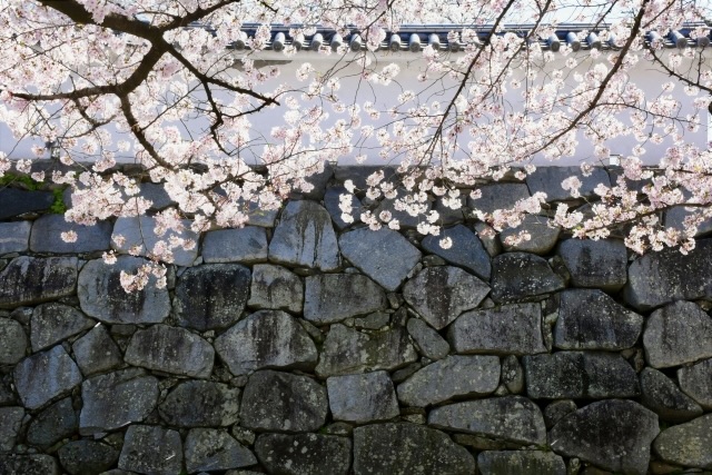 福岡城と桜