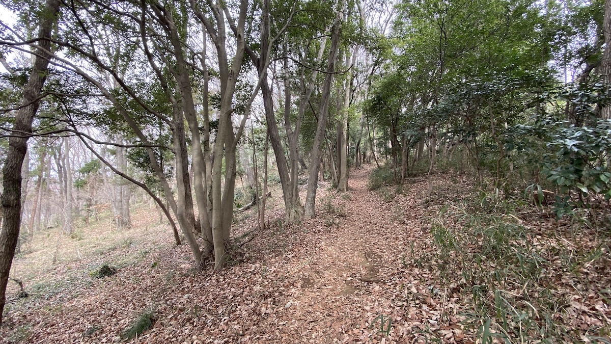 森を歩くコース