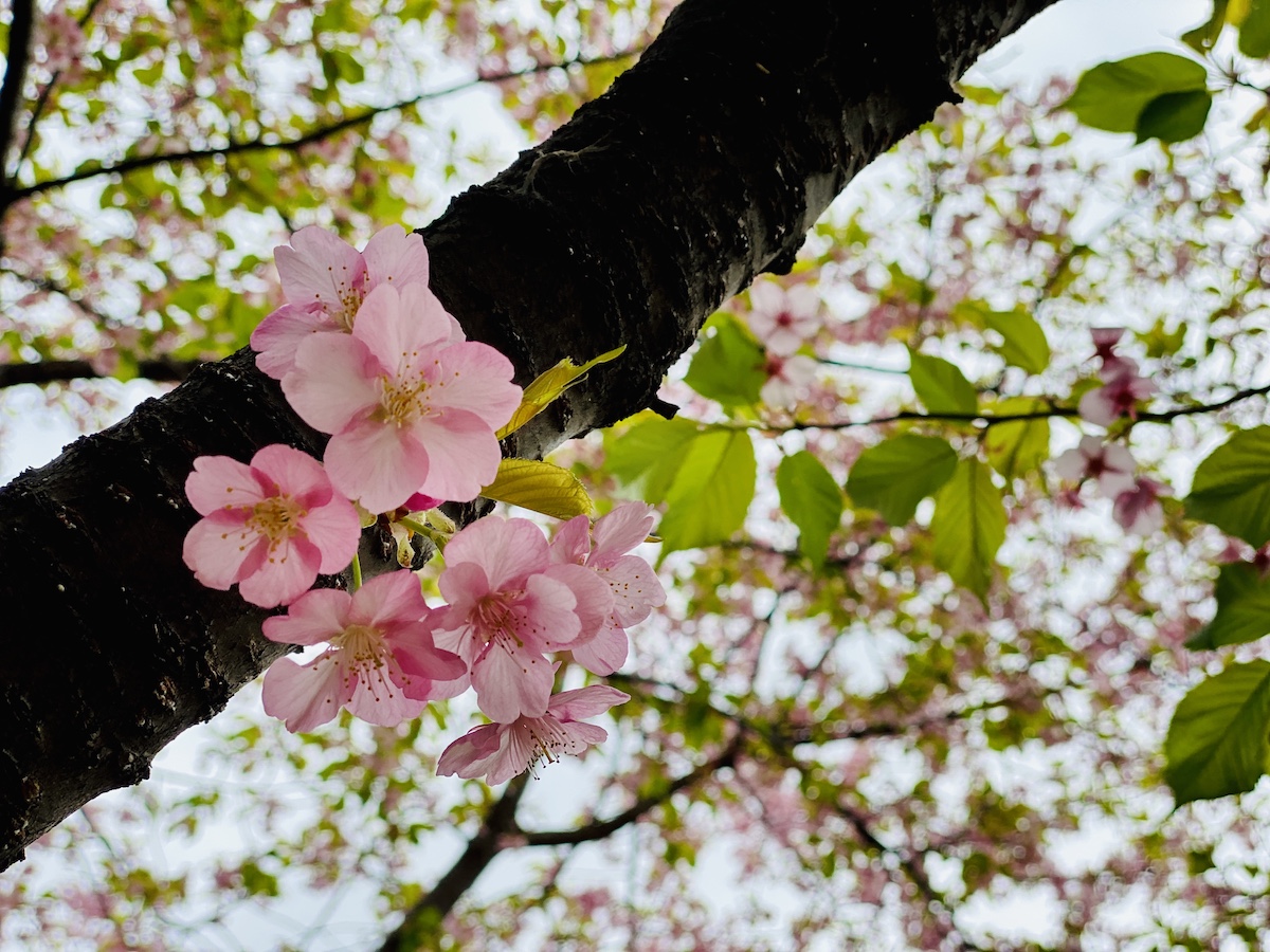 多摩美ふれあいの森