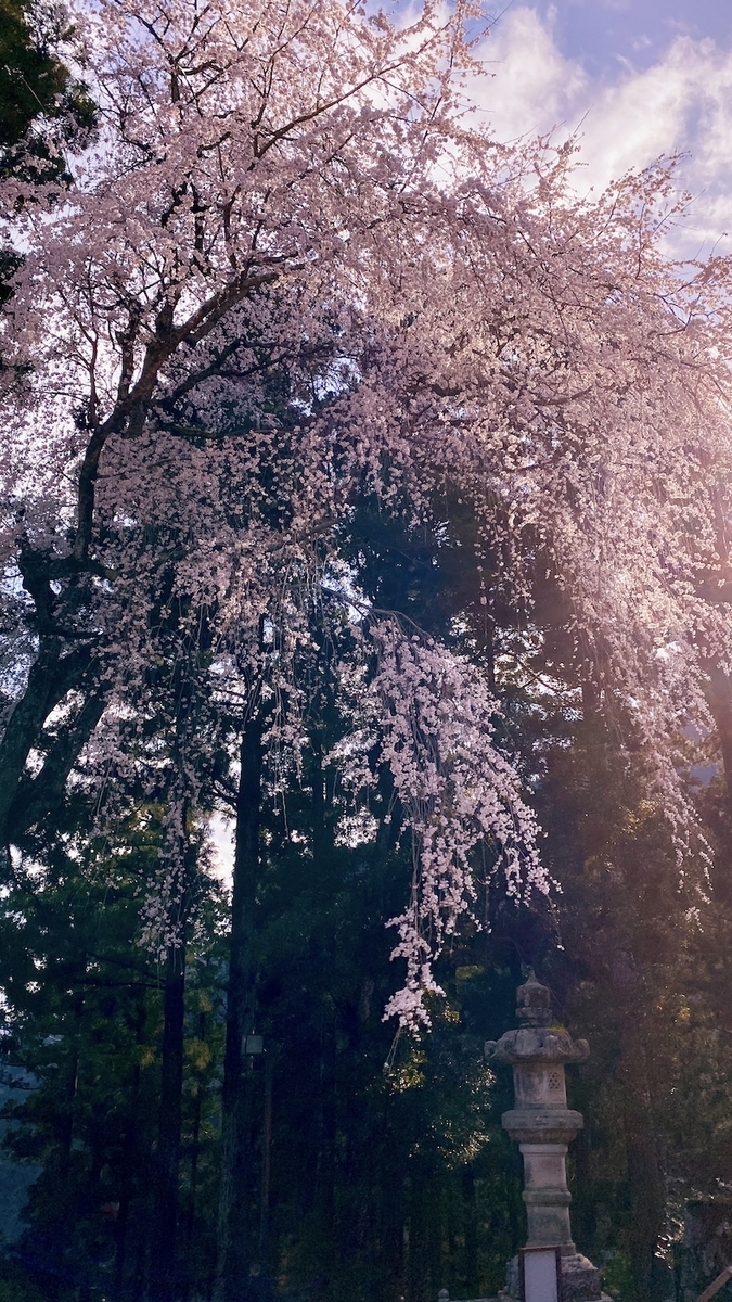 日本の桜の美しさ、ここに極まる。身延山久遠寺「巨大枝垂れ桜