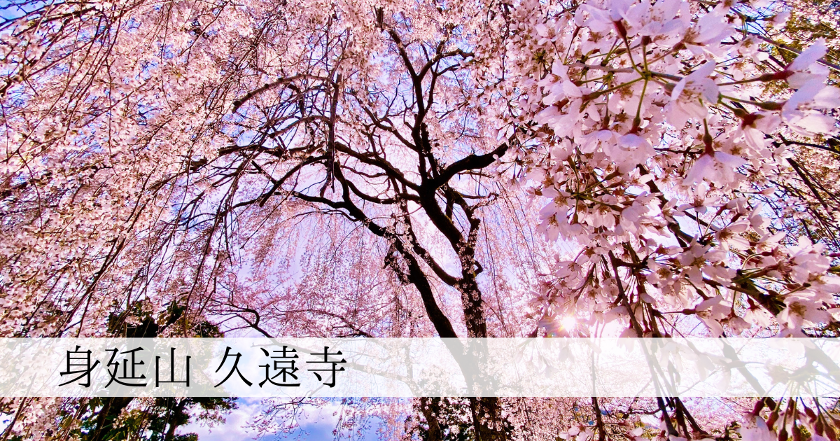日本の桜の美しさ、ここに極まる。身延山久遠寺「巨大枝垂れ桜