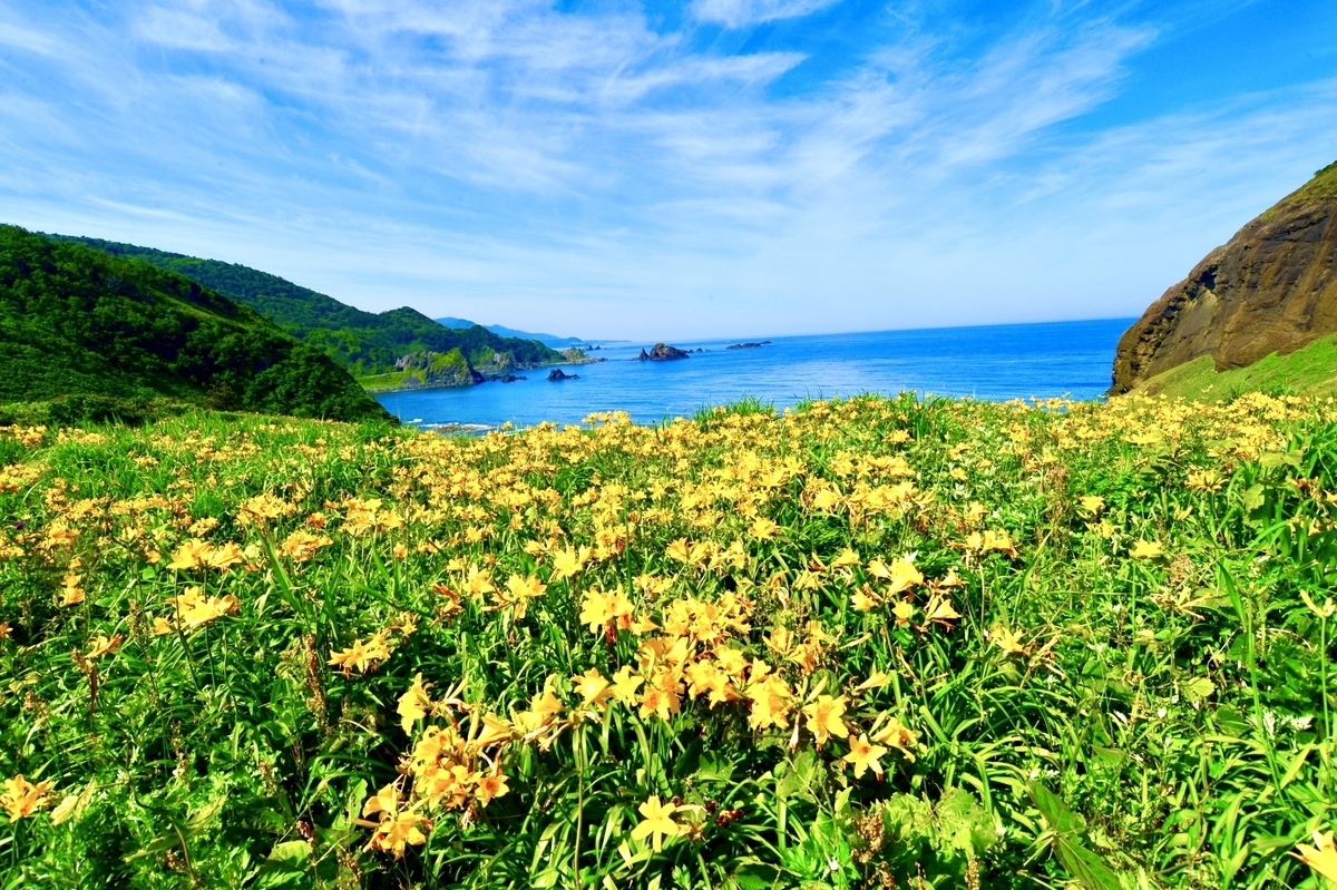 トビシマカンゾウ