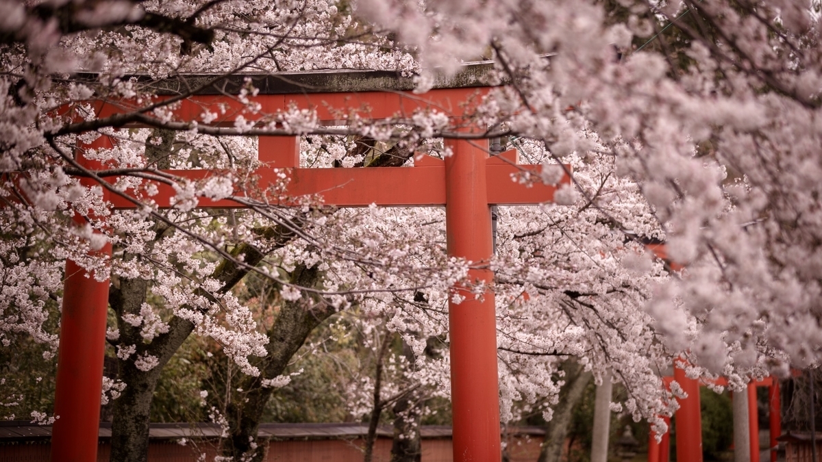 鳥居と桜