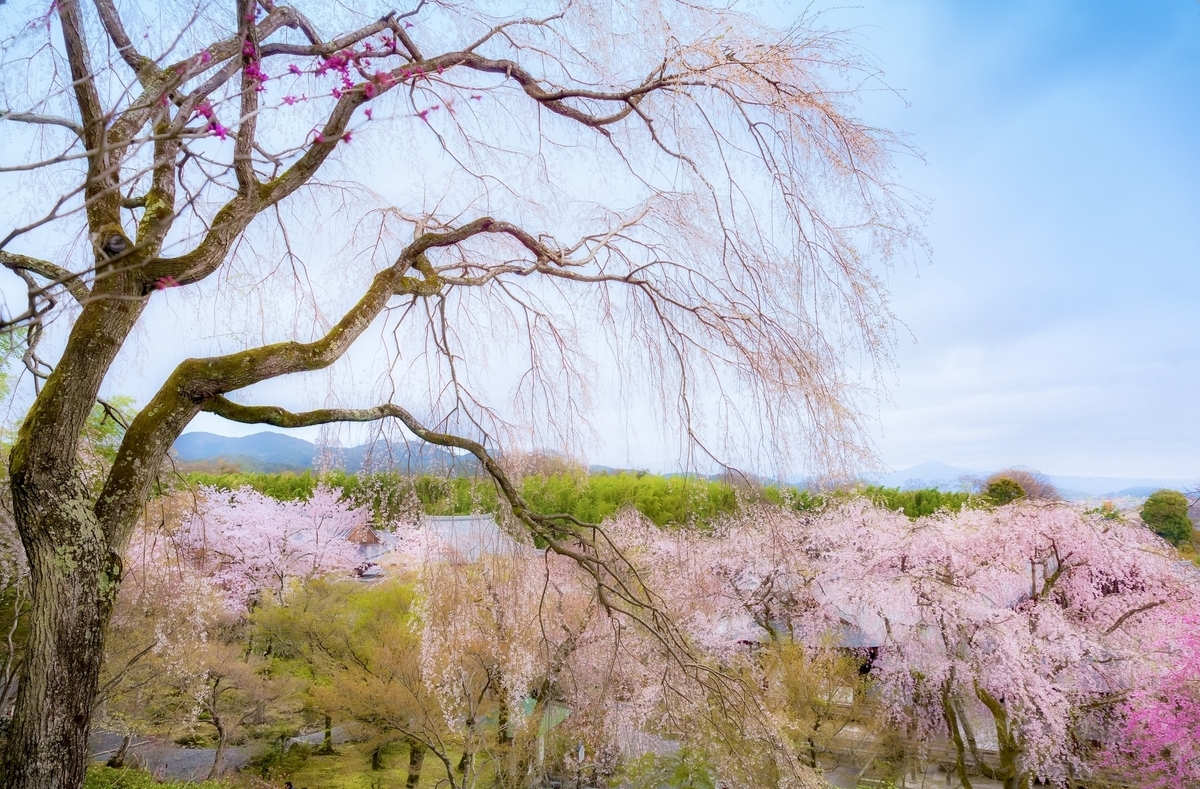 春の桜