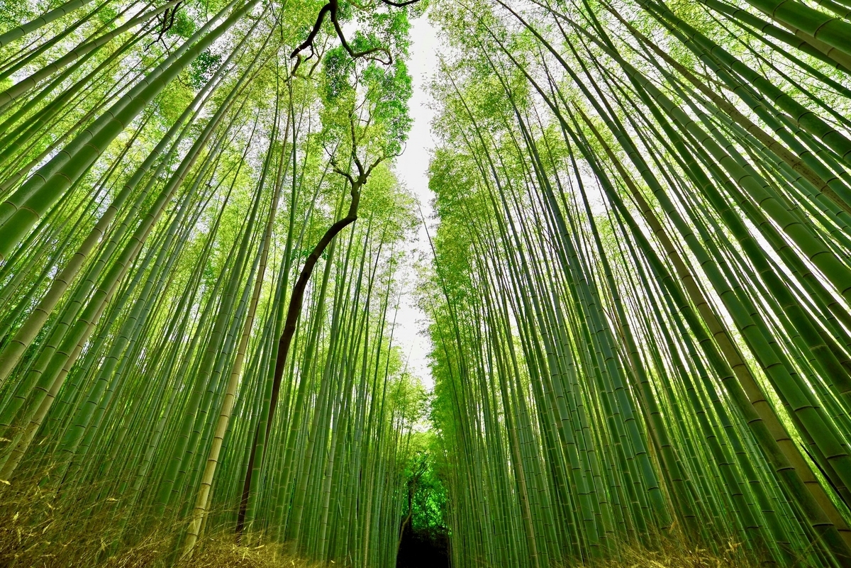 竹林の小径