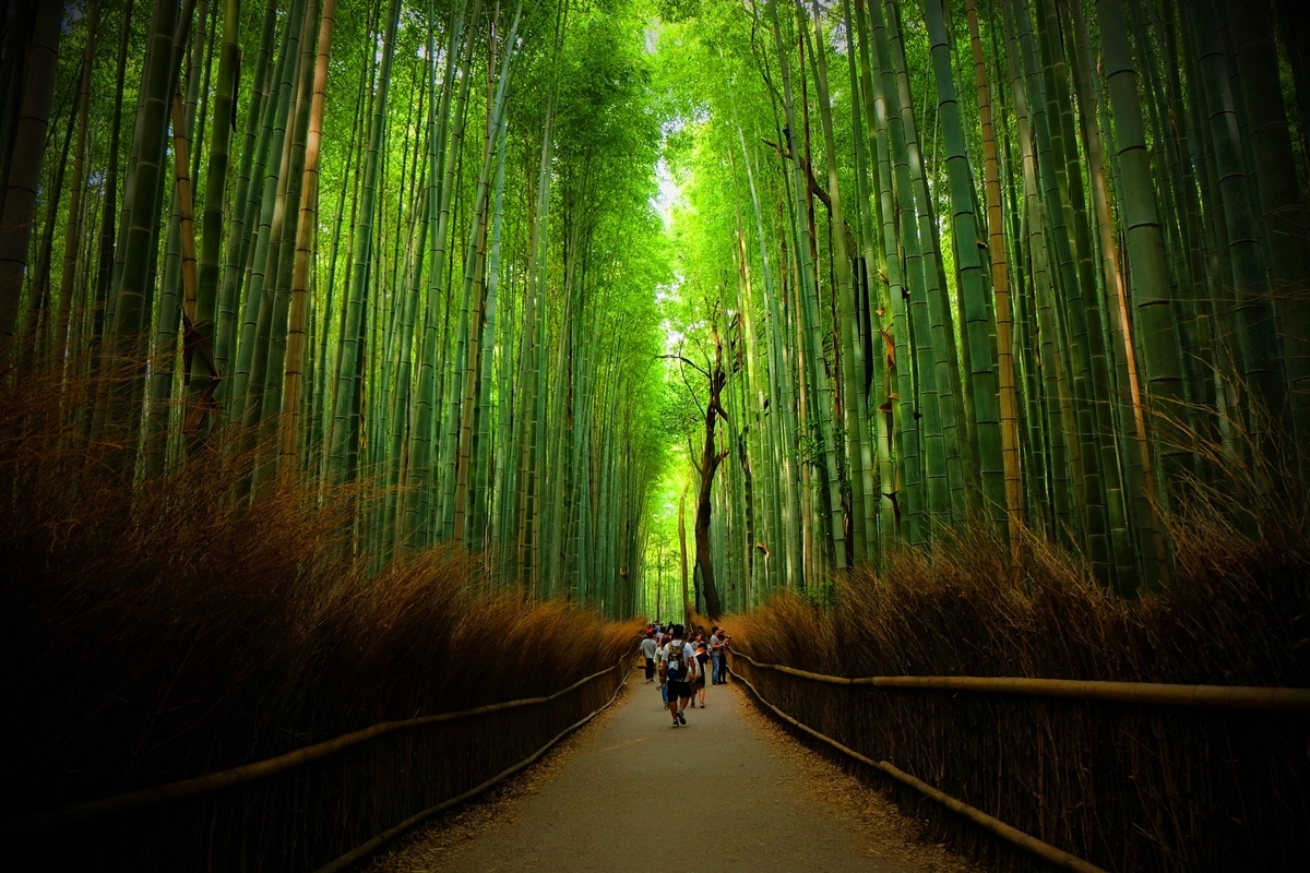 竹林の小径