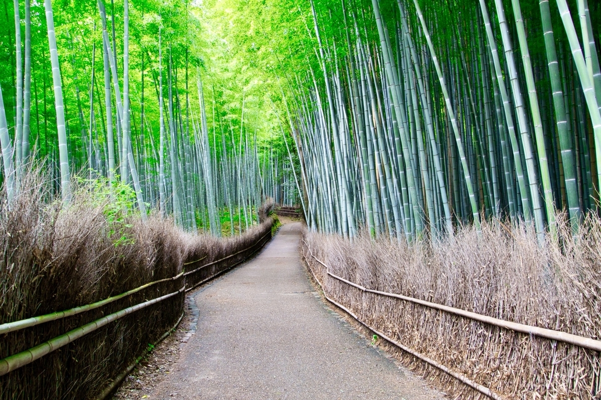 竹林の小径