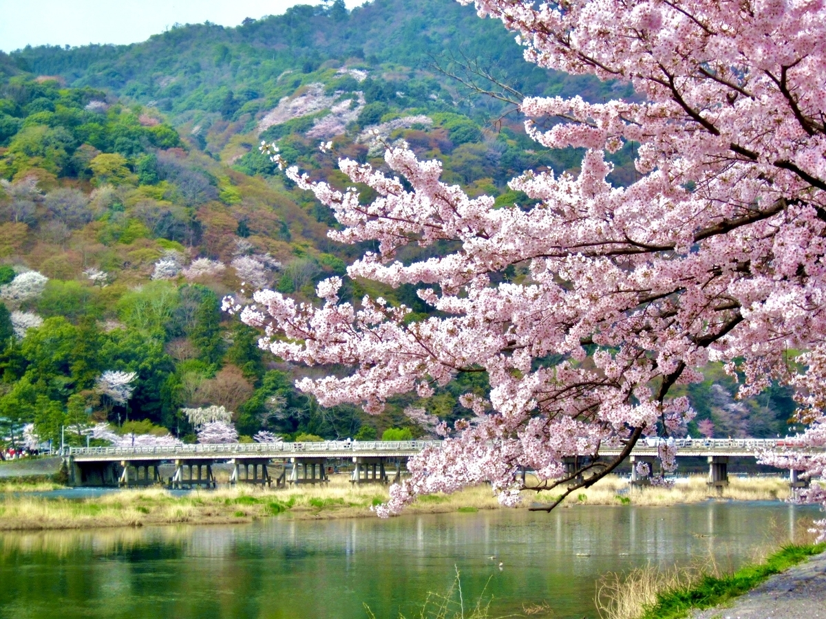 春の渡月橋