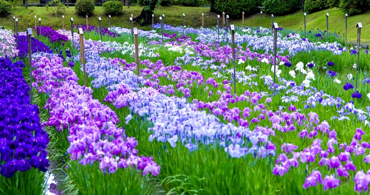 花菖蒲