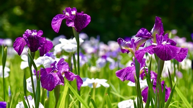 花菖蒲