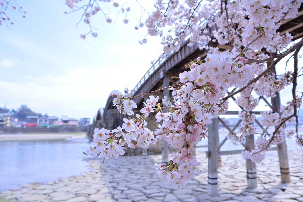桜と錦帯橋
