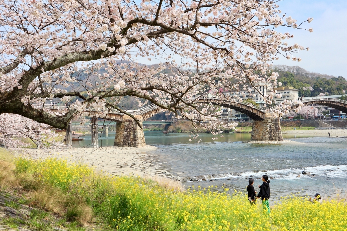 桜と菜の花と錦帯橋