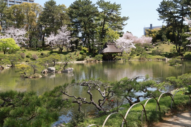 桜と日本庭園