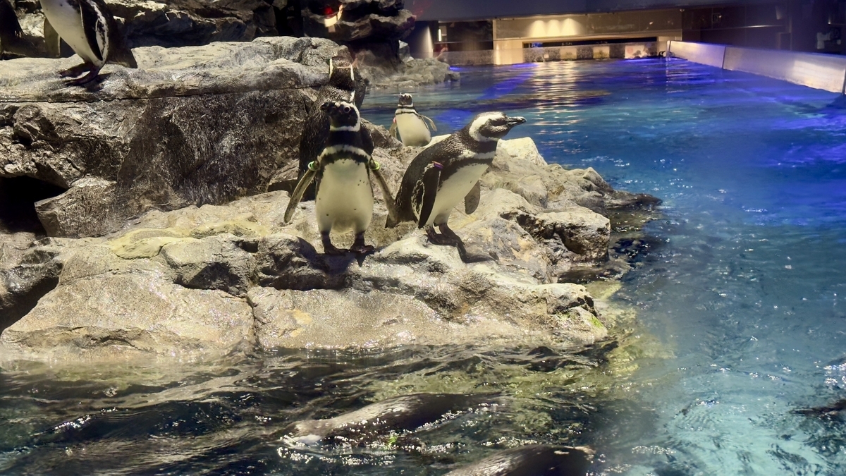 ペンギン