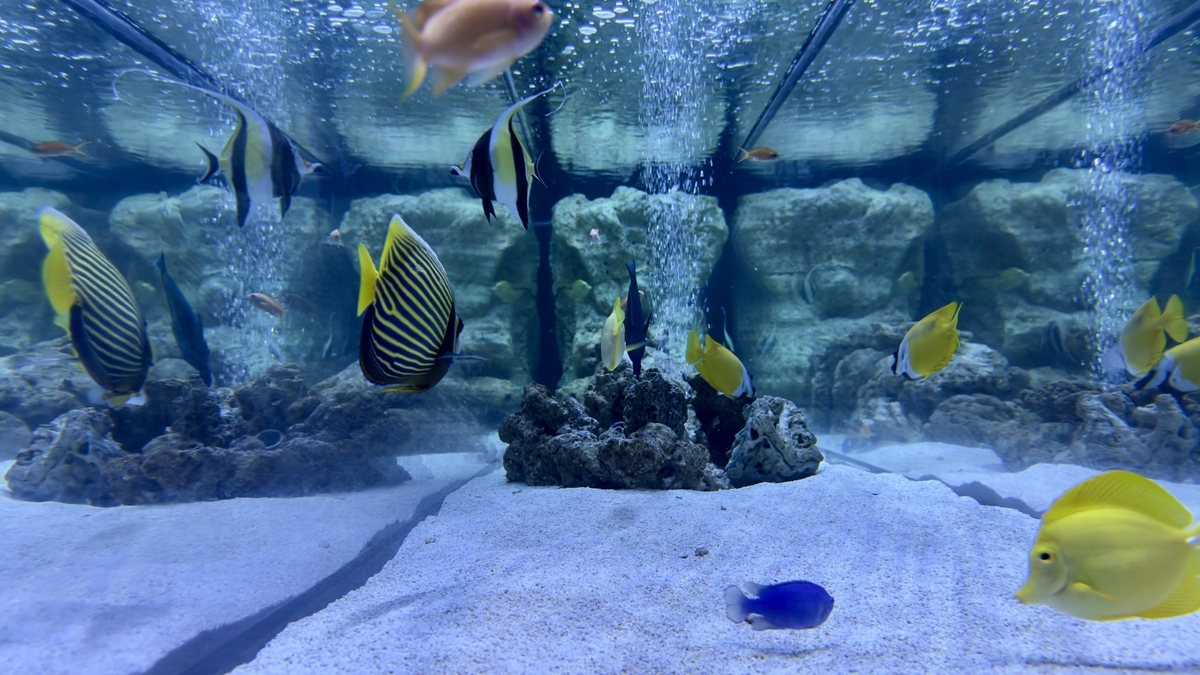 小さな魚たち