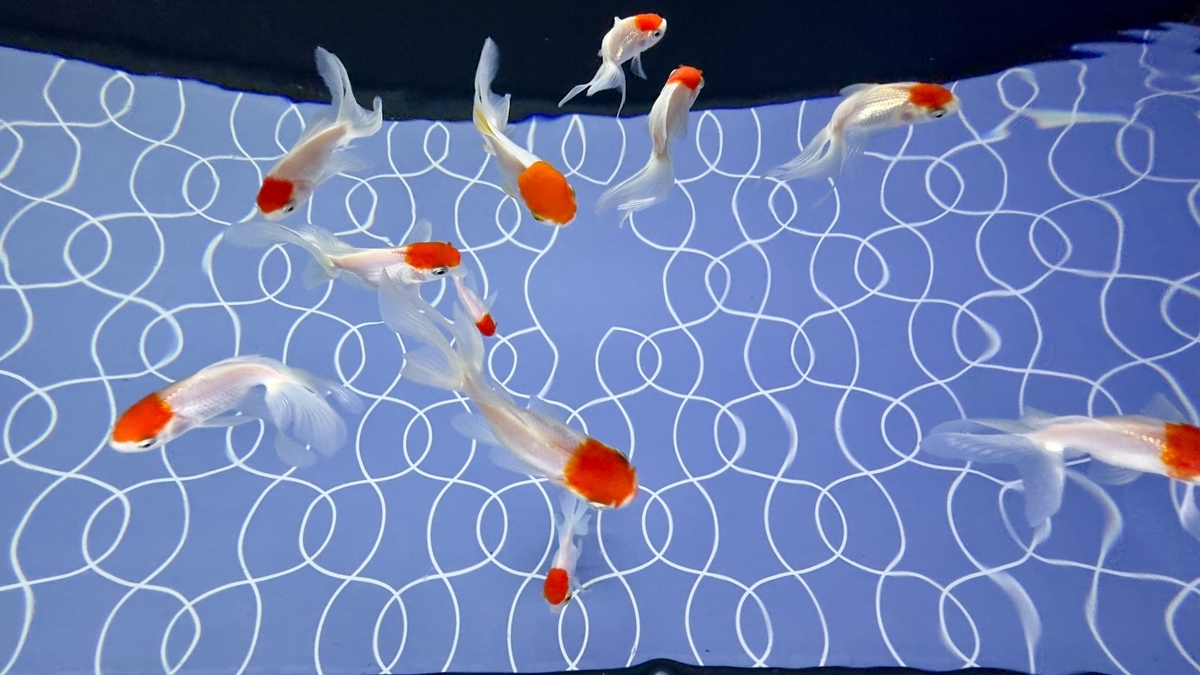 金魚