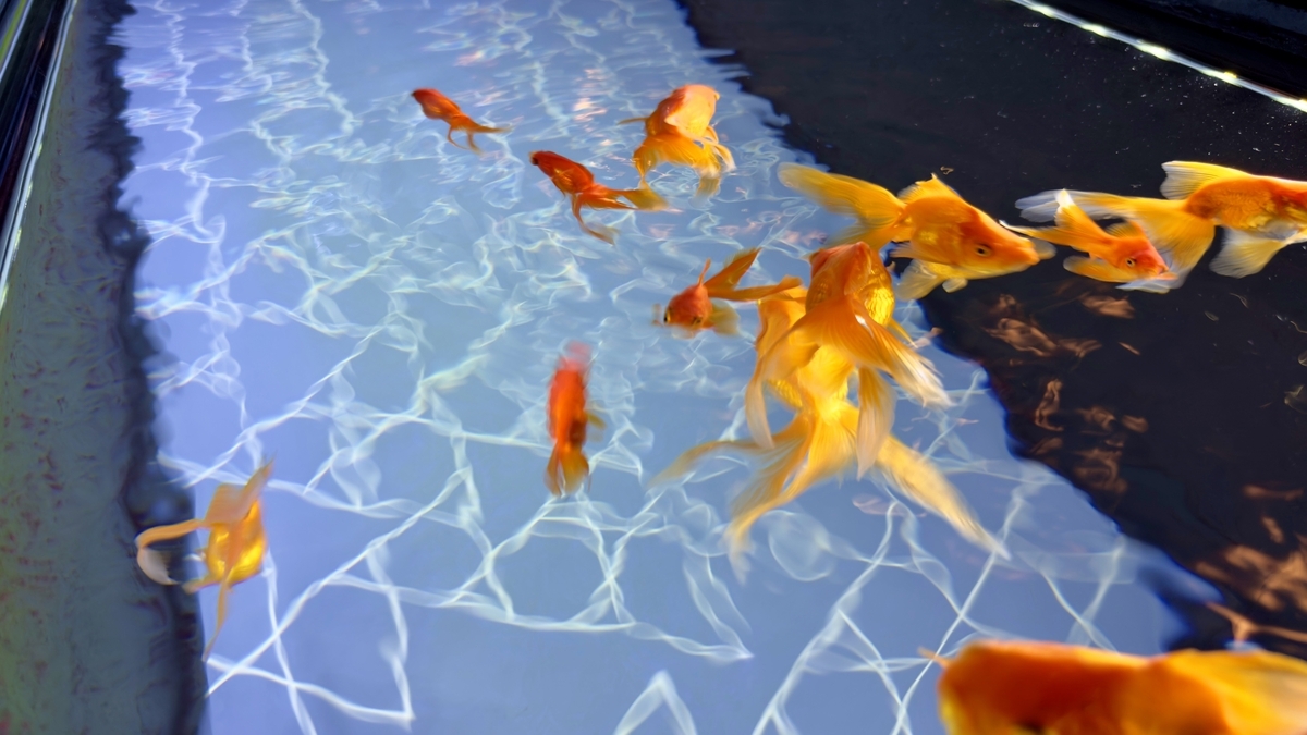金魚