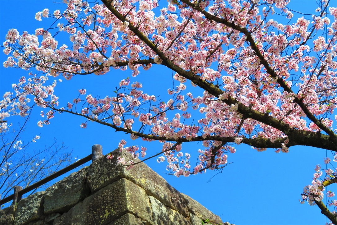 丸亀城の石垣と桜を見上げる構図。青空に映える春の景色