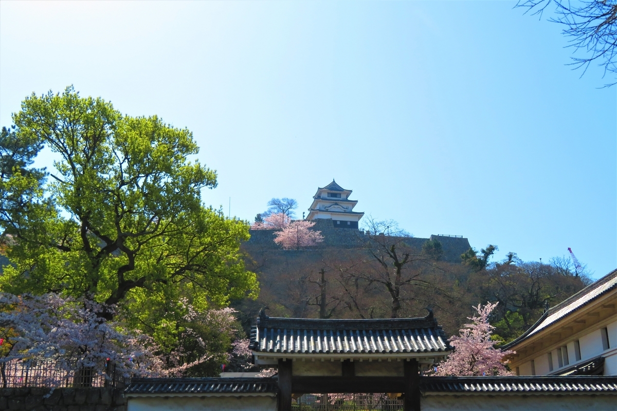 満開の桜と丸亀城の天守。石垣と春の彩りが重なる風景