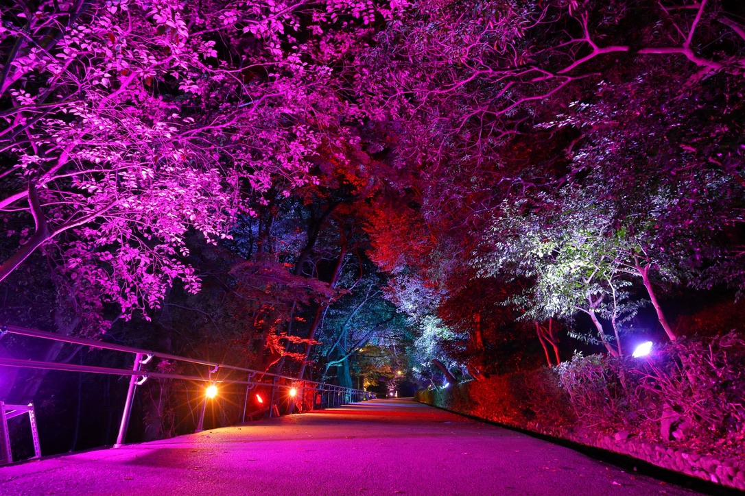 木々と遊歩道が紫色にライトアップされた丸亀城の夜の演出